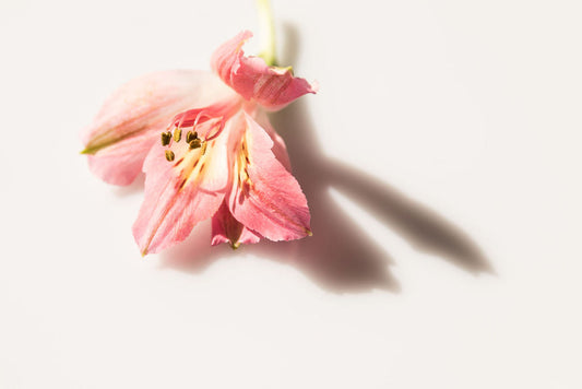 Finding Purpose, through pure desires