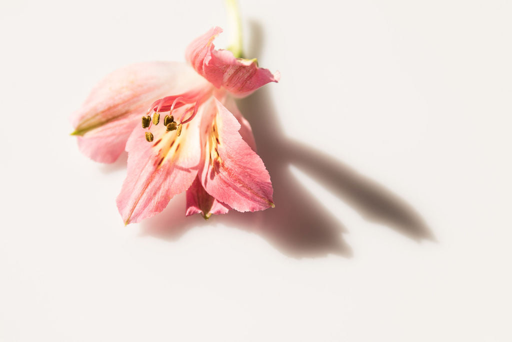 Finding Purpose, through pure desires